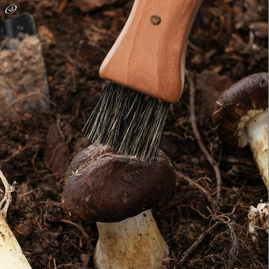 Mushroom Foraging Folding Knife – Rosewood Handle & Brush EDC Folding Foraging Knife Axl
