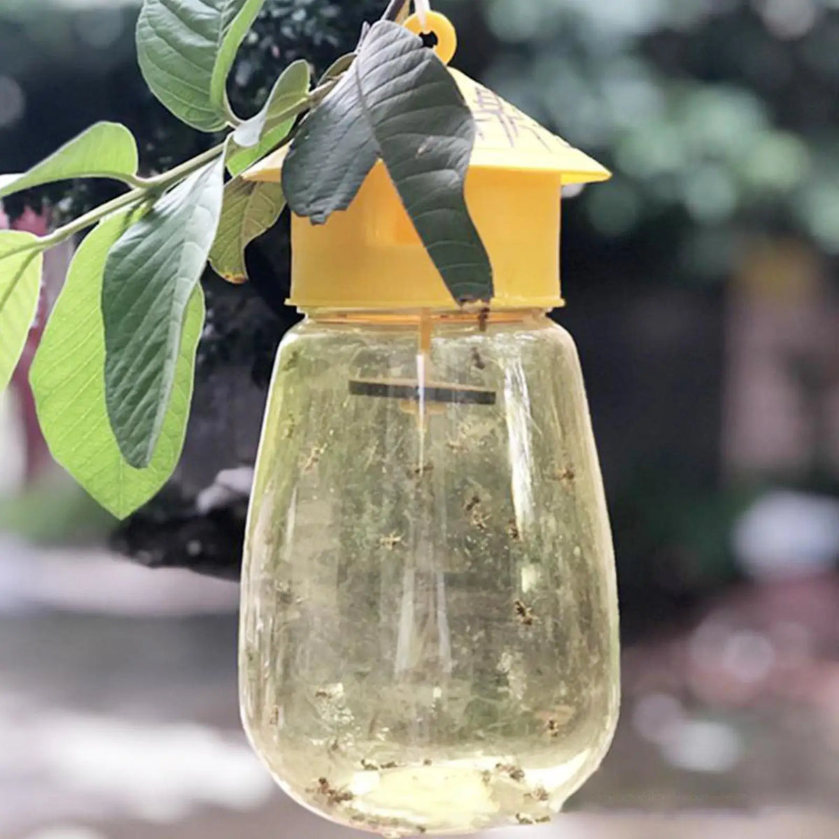 KITPIPI Yellow Fruit Fly Trap – Outdoor Garden Insect Catcher Insect Trap Axl