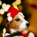 Christmas Santa Hat for Cats & Dogs – Xmas Pet Costume Pet Costume Hat Axl Default Title