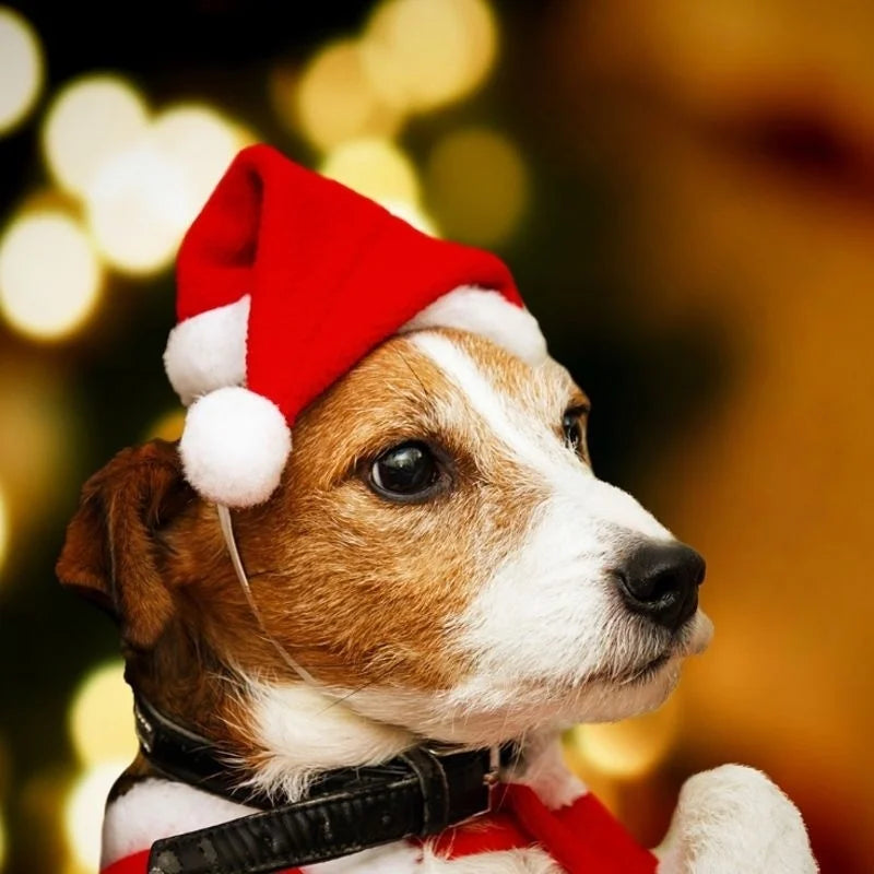 Christmas Santa Hat for Cats & Dogs – Xmas Pet Costume Pet Costume Hat Axl Default Title