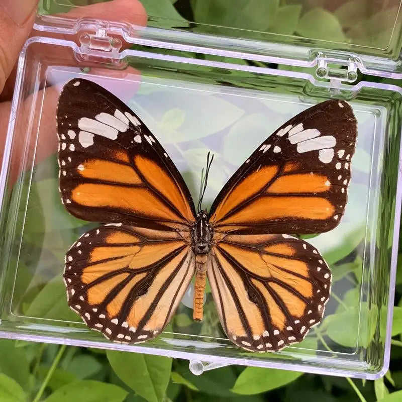 Artificial Chinese Butterfly Specimen – Home Decor & Gift Decorative Specimen Axl