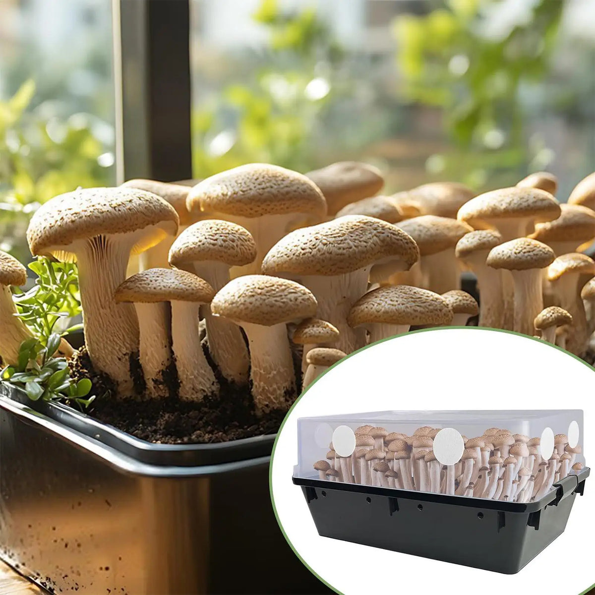 Mushroom Filter Discs 24-Pack – Moisture Preservation Pads Mushroom Filter Pads Axl