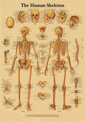 Retro Human Body Anatomy Poster | Kraft Paper Wall Art