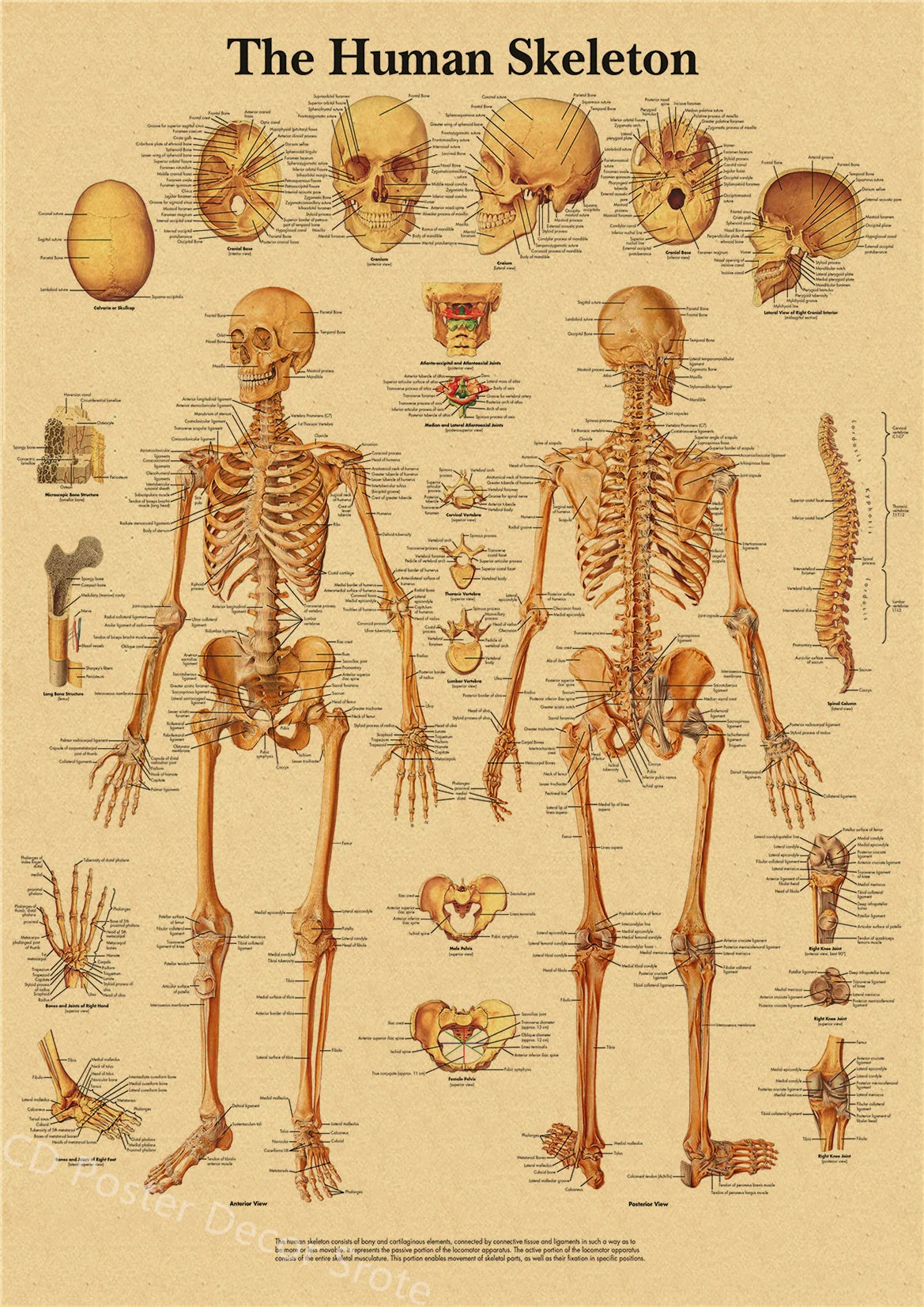 Retro Human Body Anatomy Poster | Kraft Paper Wall Art