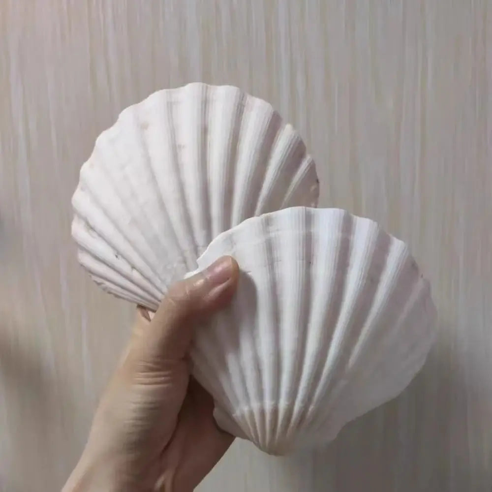 Natural Seashell Notebook – Loose-Leaf Blank Notepad for Students Novelty Notebook Axl