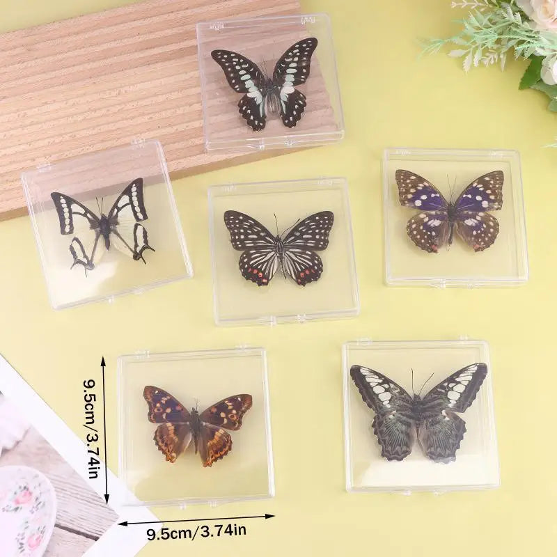 Artificial Chinese Butterfly Specimen – Home Decor & Gift Decorative Specimen Axl