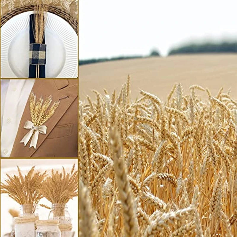 Dried Wheat Stalks 50/100/200 PCS – Natural Boho Home Decor Dried Flower Stems Axl