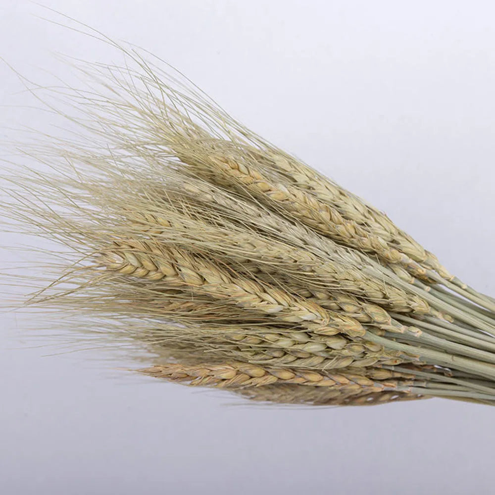 Natural Dried Wheat Spikes Bouquet – Boho Wedding & Home Decor Dried Flower Bouquet Axl Natural 150PCS
