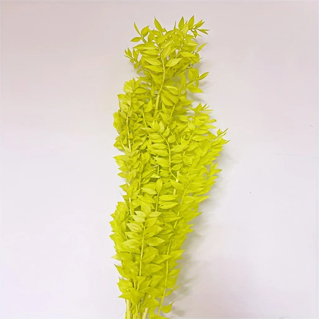 Natural Ruscus Dried Flower Bouquet 40g – Boho Home Decor Dried Flower Bouquet Axl 40g Green