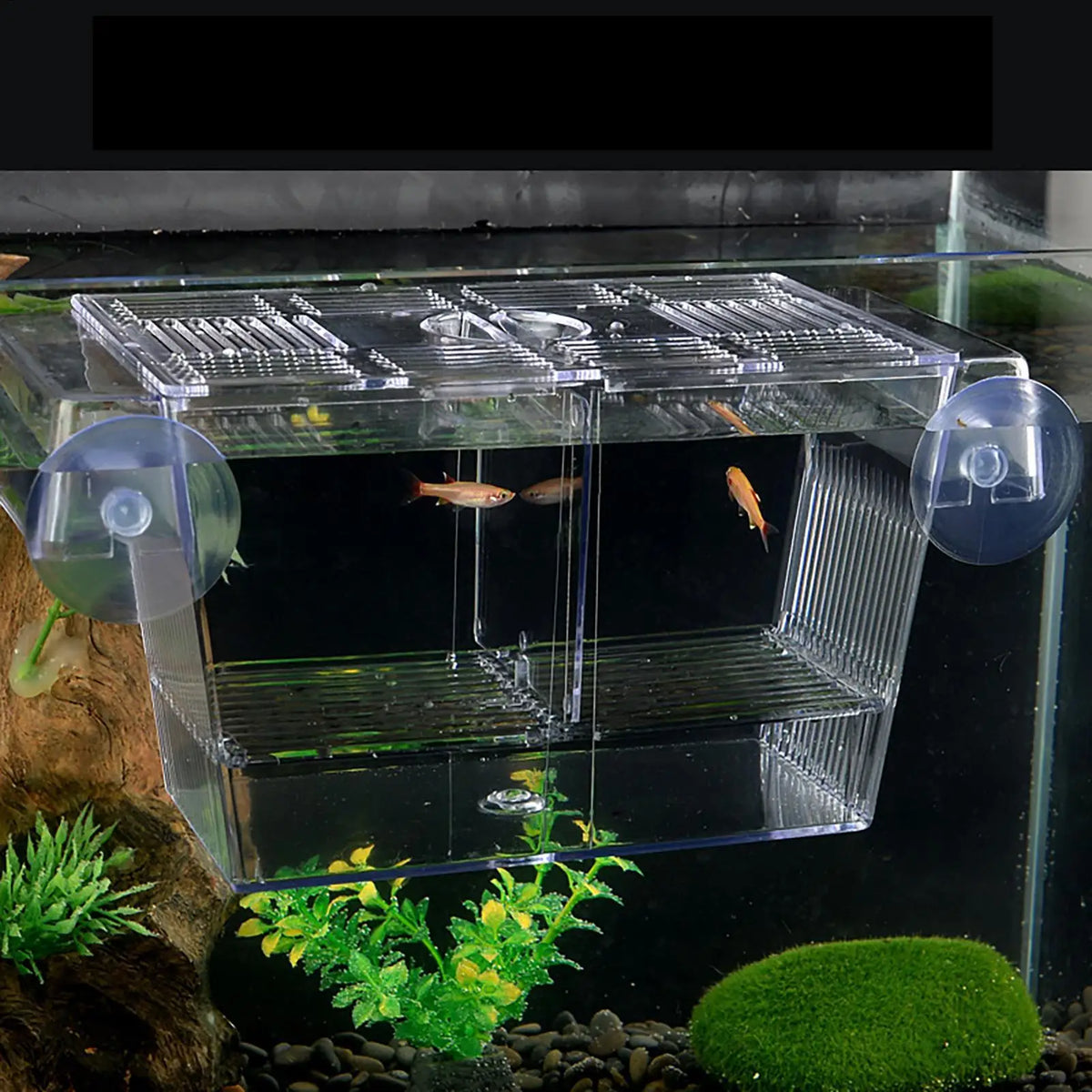 Acrylic Fish Breeding Box – Aquarium Nursery & Hatchery Aquarium Breeder Box Axl