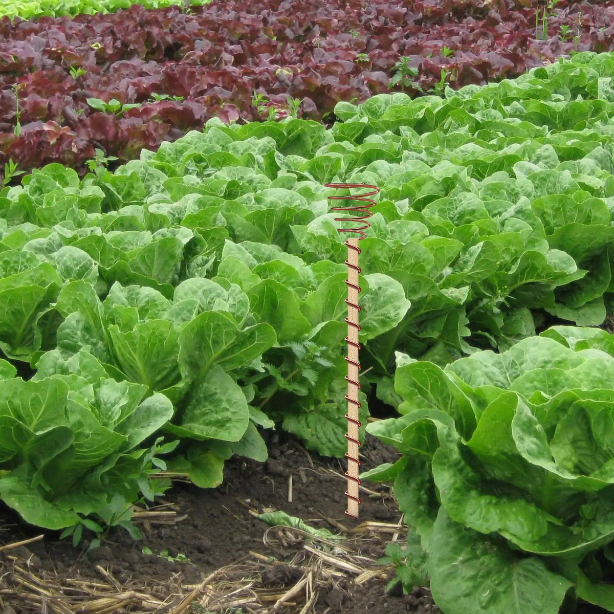 6-Pack Copper Coil Garden Stakes – Electroculture Plant Support Garden Plant Stakes Axl