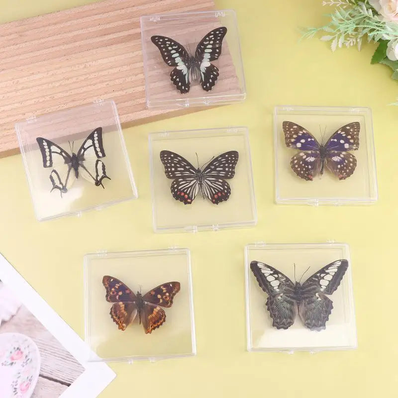 Artificial Chinese Butterfly Specimen – Home Decor & Gift Decorative Specimen Axl
