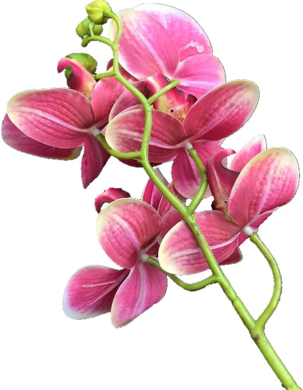 5-Head Real Touch Artificial Phalaenopsis Orchid Branch | 68cm Artificial Flower Branch Axl