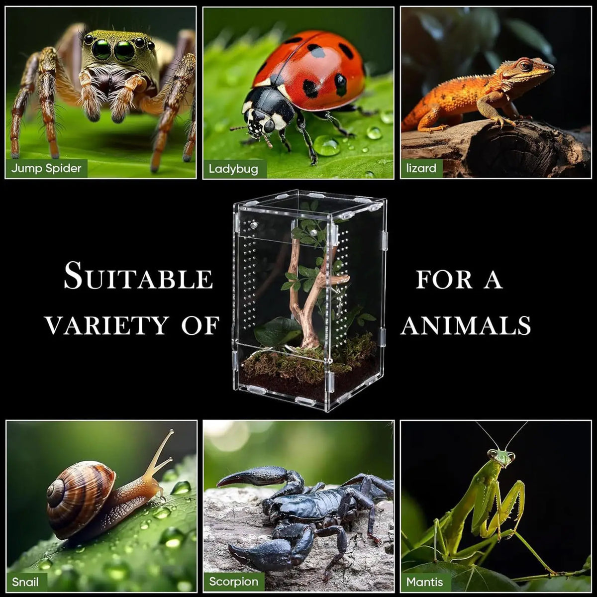 Acrylic Jumping Spider Enclosure – Escape Proof Front Opening Spider Habitat Enclosure Axl
