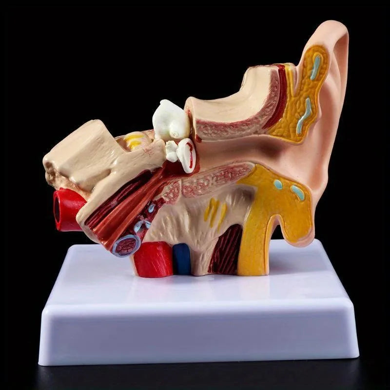 Human Ear Anatomy Model – 1.5x Life Size Teaching Tool Anatomy Teaching Model Axl 1pcs