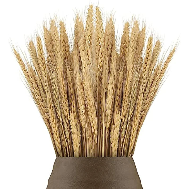 Dried Wheat Spikes Bouquet – Boho Home & Wedding Decor Dried Flower Bouquet Axl Natural 50PCS