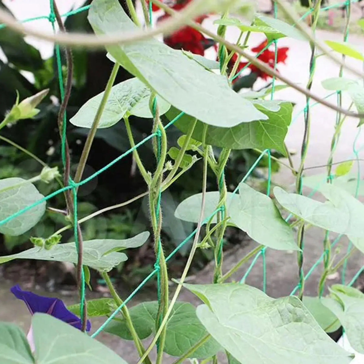 Heavy Duty Plant Trellis Climbing Net – Cucumber & Tomato Garden Trellis Netting Axl
