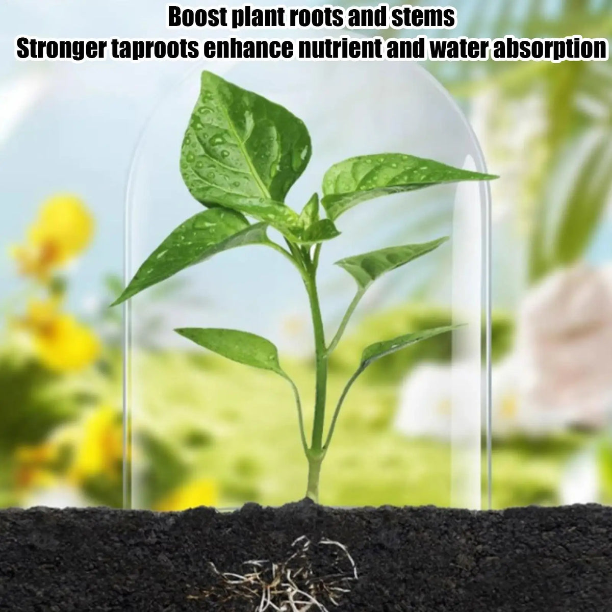 Liquid Plant Fertilizer Concentrate 100ml – Boost Growth Liquid Plant Fertilizer Axl