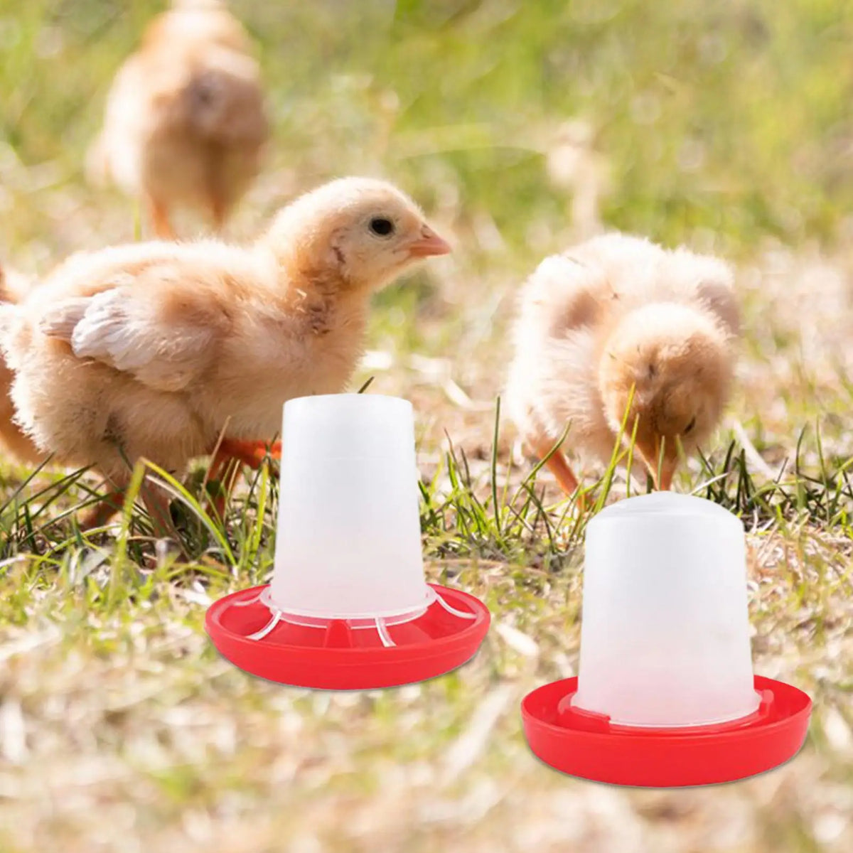 Automatic Chicken Waterer & Feeder Set | Gravity-Fed Poultry Poultry Waterer Feeder Axl As show