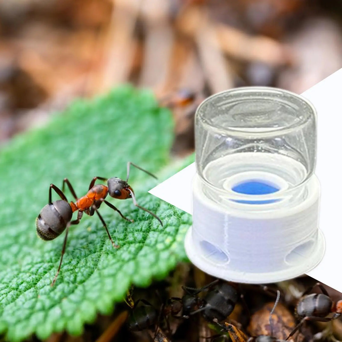 12ml Transparent Ant Water Feeder – Anti-Drowning Step Design Insect Water Feeder Axl