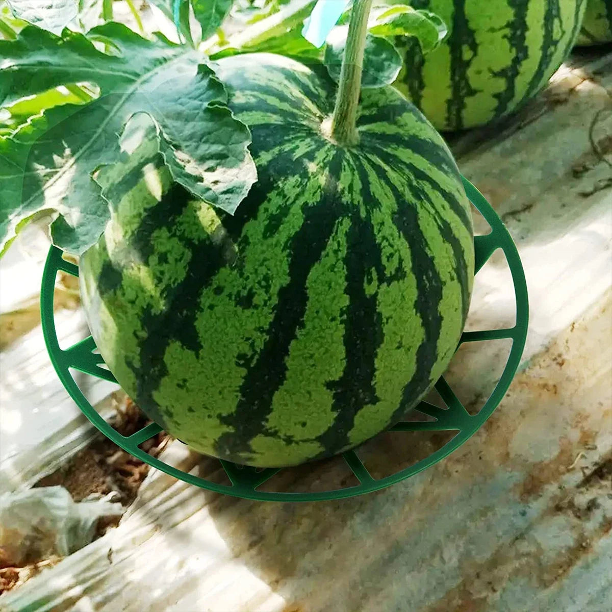10-Pack Melon Cradle Trays – Fruit Support Holders for Garden Garden Fruit Cradle Axl