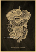 Anatomical Skeleton Vintage Kraft Paper Poster | Medical Wall Art Wall Art Poster Axl 11 A3 16.5x11.8inch