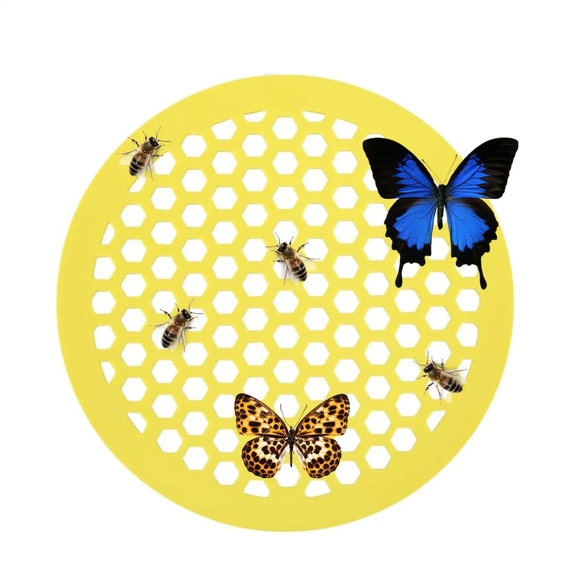 Floating Bee Watering Station – Butterfly & Bee Drink Feeder Bee Watering Station Axl