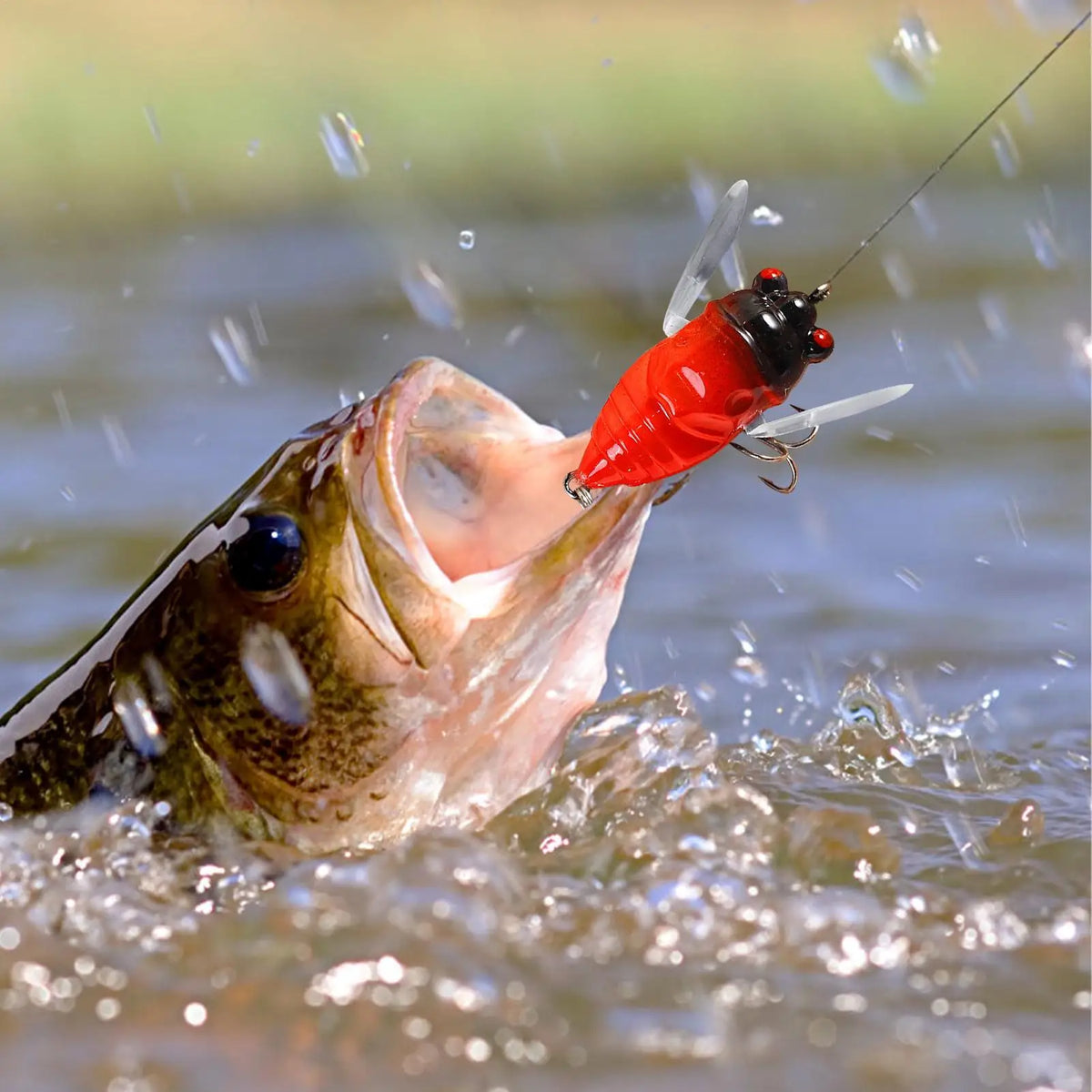 Cicada Topwater Fishing Lure – Hard Bait with Treble Hooks Topwater Fishing Lure Axl