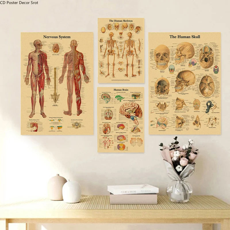 Retro Anatomy Skeleton Poster – Kraft Paper Wall Art A3/A4 Wall Art Poster Axl