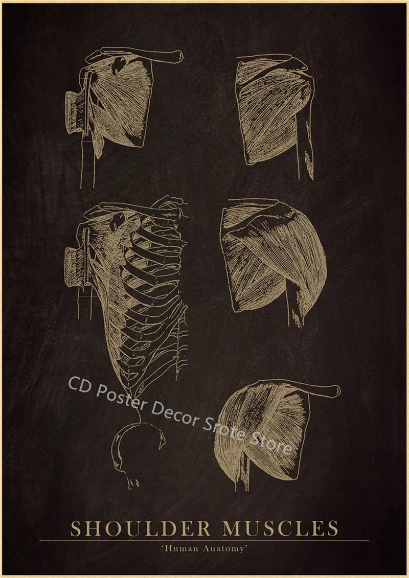 Vintage Anatomy Chalkboard Poster – Skull & Skeleton Wall Art Wall Art Poster Axl 7 A4 8.3x11.8inch