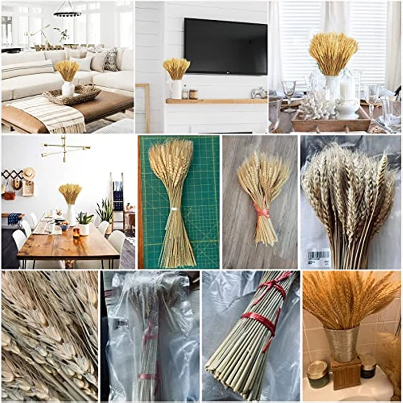 Dried Wheat Stalks 50/100/200 PCS – Natural Boho Home Decor Dried Flower Stems Axl