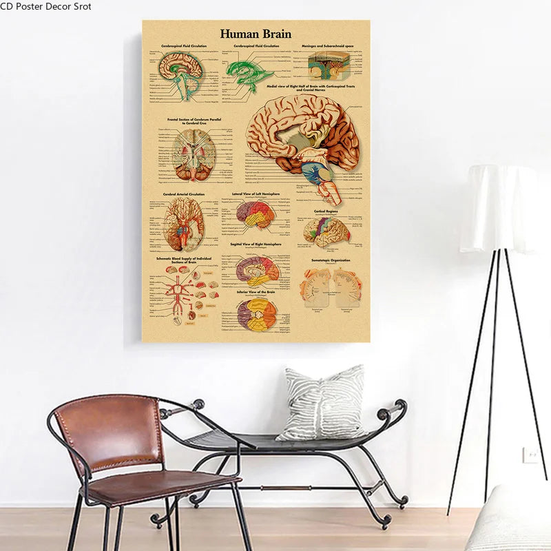 Retro Human Body Anatomy Poster | Kraft Paper Wall Art Anatomy Wall Poster Axl