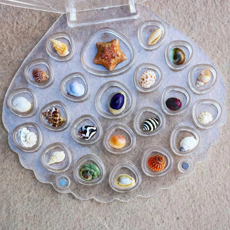 Clear Acrylic Seashell Display Box – Magnetic Shell Organizer Display Storage Box Axl