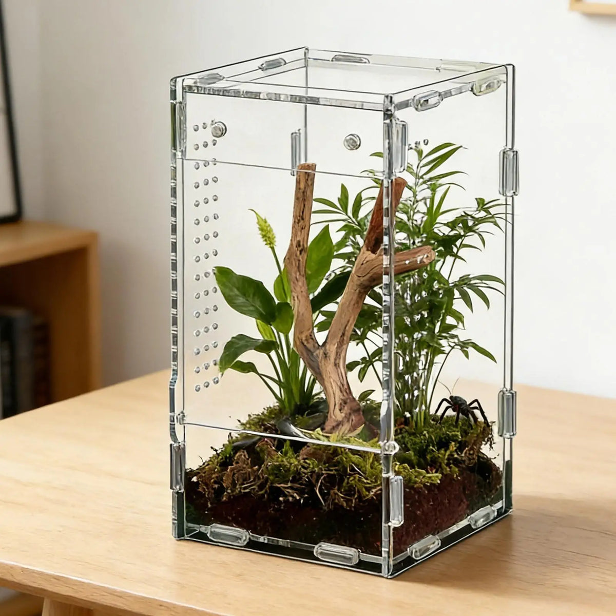 Acrylic Jumping Spider Enclosure – Escape-Proof Ventilated Tank Spider Enclosure Axl