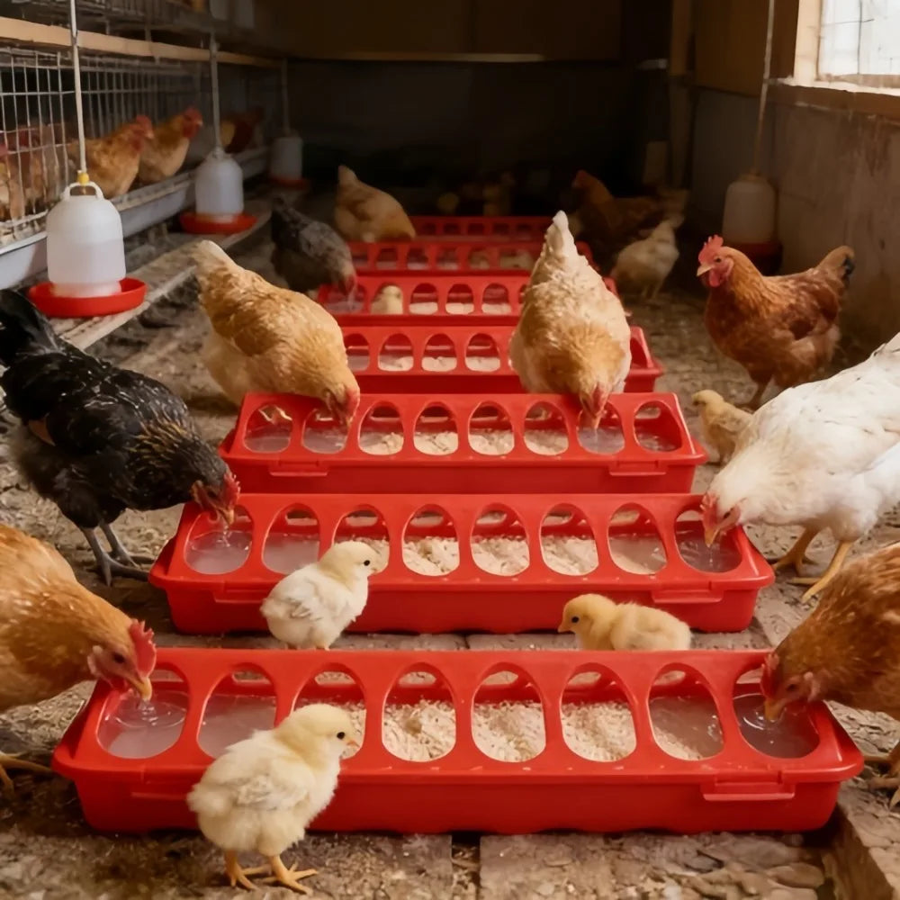12/18 Hole Double Row Plastic Poultry Ground Feeder – Chickens Poultry Ground Feeder Axl
