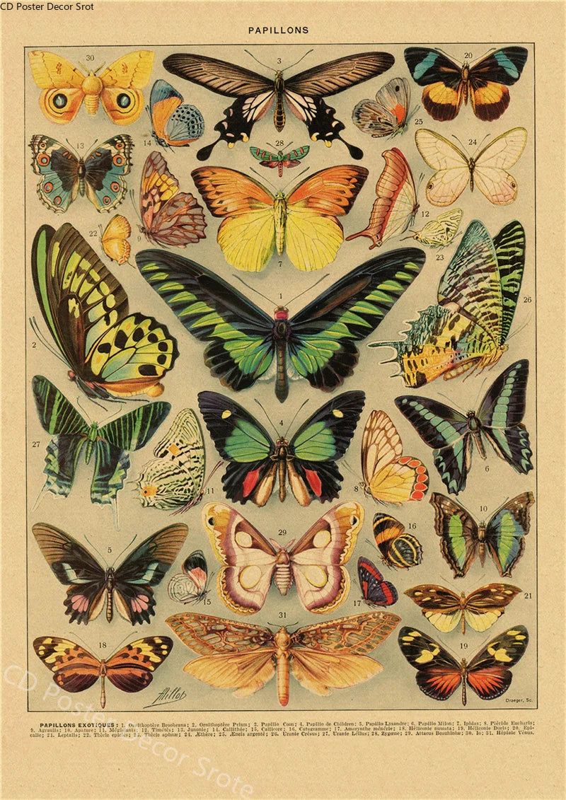 Vintage Botanical Kraft Paper Poster – Butterfly, Mushroom & Flowers Wall Art Poster Axl