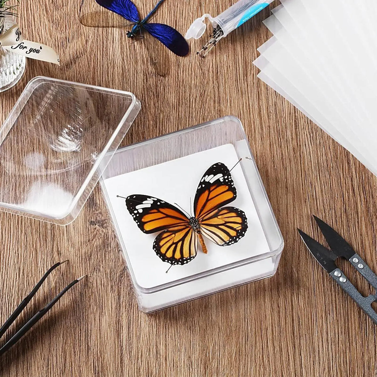 DIY Butterfly Specimen Kit – Insect Pin Wing Board Display Set Specimen Display Kit Axl