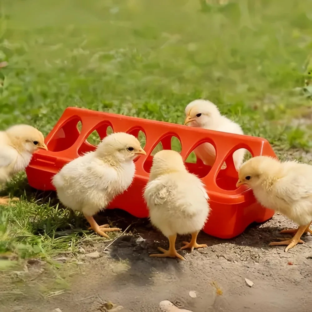 12/18 Hole Double Row Plastic Poultry Ground Feeder – Chickens Poultry Ground Feeder Axl