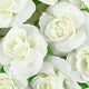 Silk Cream Rose Artificial Flower Heads – 10 or 50 Pack Artificial Silk Flowers Axl 1 50pieces