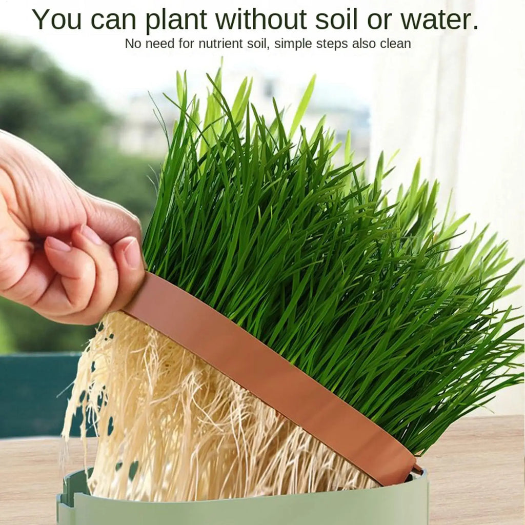 Cat Grass Grow Station – Hydroponic Catnip Planter for Cats Cat Grass Planter Axl