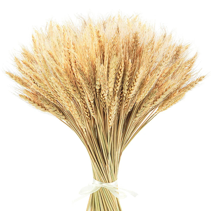 Dried Wheat Stalks 50/100/200 PCS – Natural Boho Home Decor Dried Flower Stems Axl 200PCS