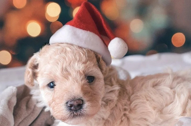 Christmas Santa Hat for Cats & Dogs – Xmas Pet Costume Pet Costume Hat Axl