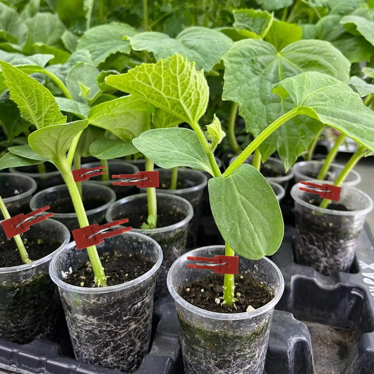50-Pack Plant Grafting Clips – ABS Vegetable & Melon Clamps Plant Grafting Clips Axl