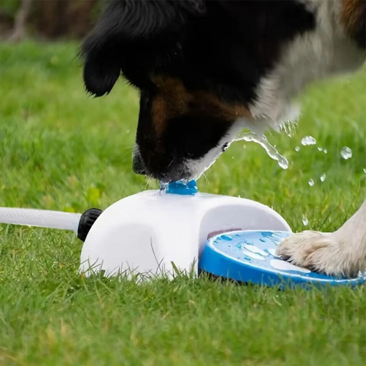 Paw-Activated Outdoor Dog Water Fountain with Hose Pet Water Fountain Axl
