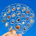 Clear Acrylic Seashell Display Box – Magnetic Shell Organizer Display Storage Box Axl A2