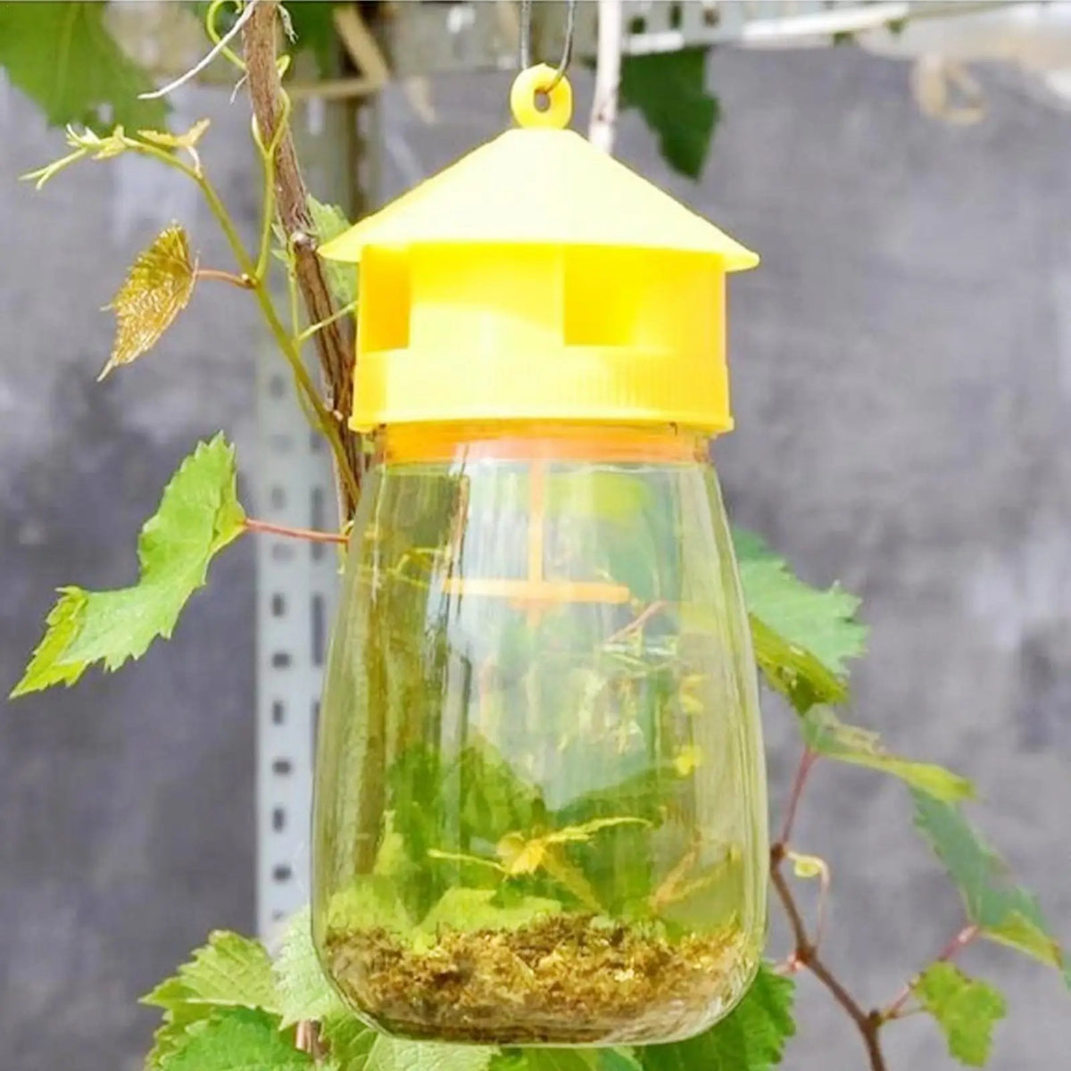 Fruit Fly Trap – Garden & Orchard Insect Catcher | KITPIPI Insect Fly Trap Axl