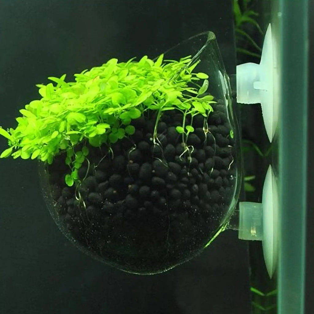 Aquarium Glass Plant Pot with Suction Cups | Fish Tank Planter Aquarium Plant Pot Axl