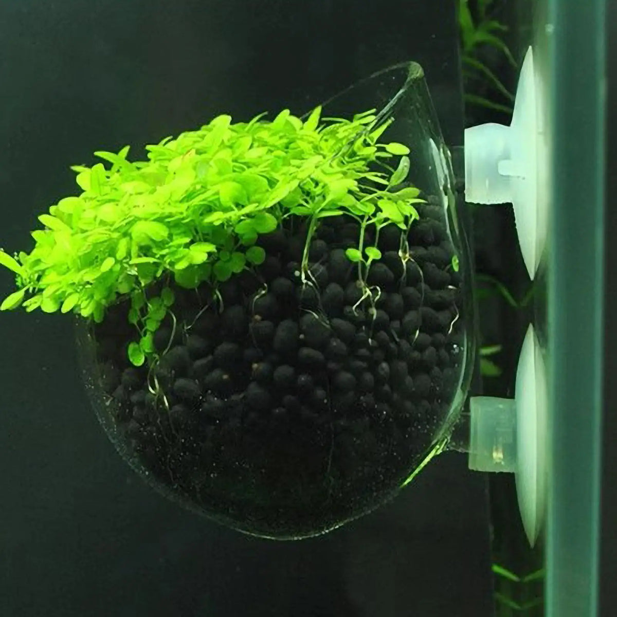 Aquarium Glass Plant Pot with Suction Cups | Fish Tank Planter Aquarium Plant Pot Axl