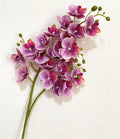 Real Touch Artificial Orchid – 21-Head Mini Phalaenopsis Branch Artificial Flower Branch Axl 11