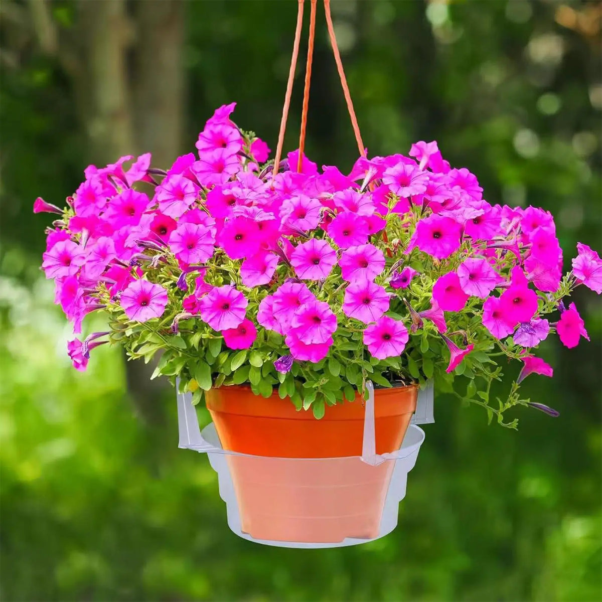 Transparent Hanging Planter Drip Tray with Hook – 3 Sizes Plant Drip Tray Axl